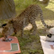 LOOK: Zoo Miami Cheetah Picks Miami to Win It All